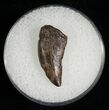 Bargain Inch Nanotyrannus Tooth #5844-1